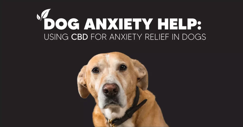 Pinnacle Hemp's Using CBD for dogs anxiety