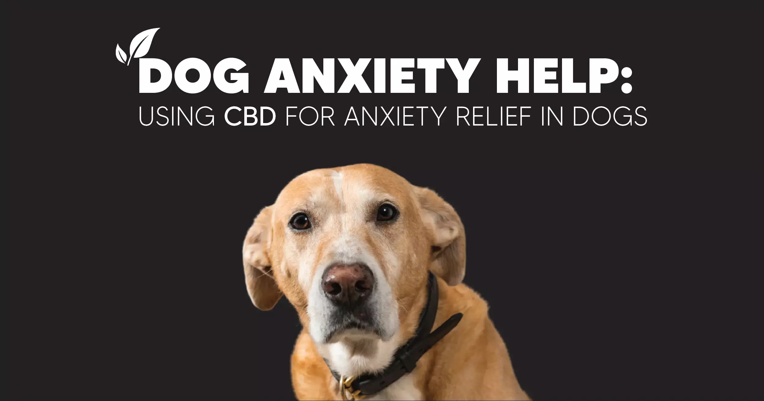 Using CBD for Dogs Anxiety Relief Pinnacle Hemp