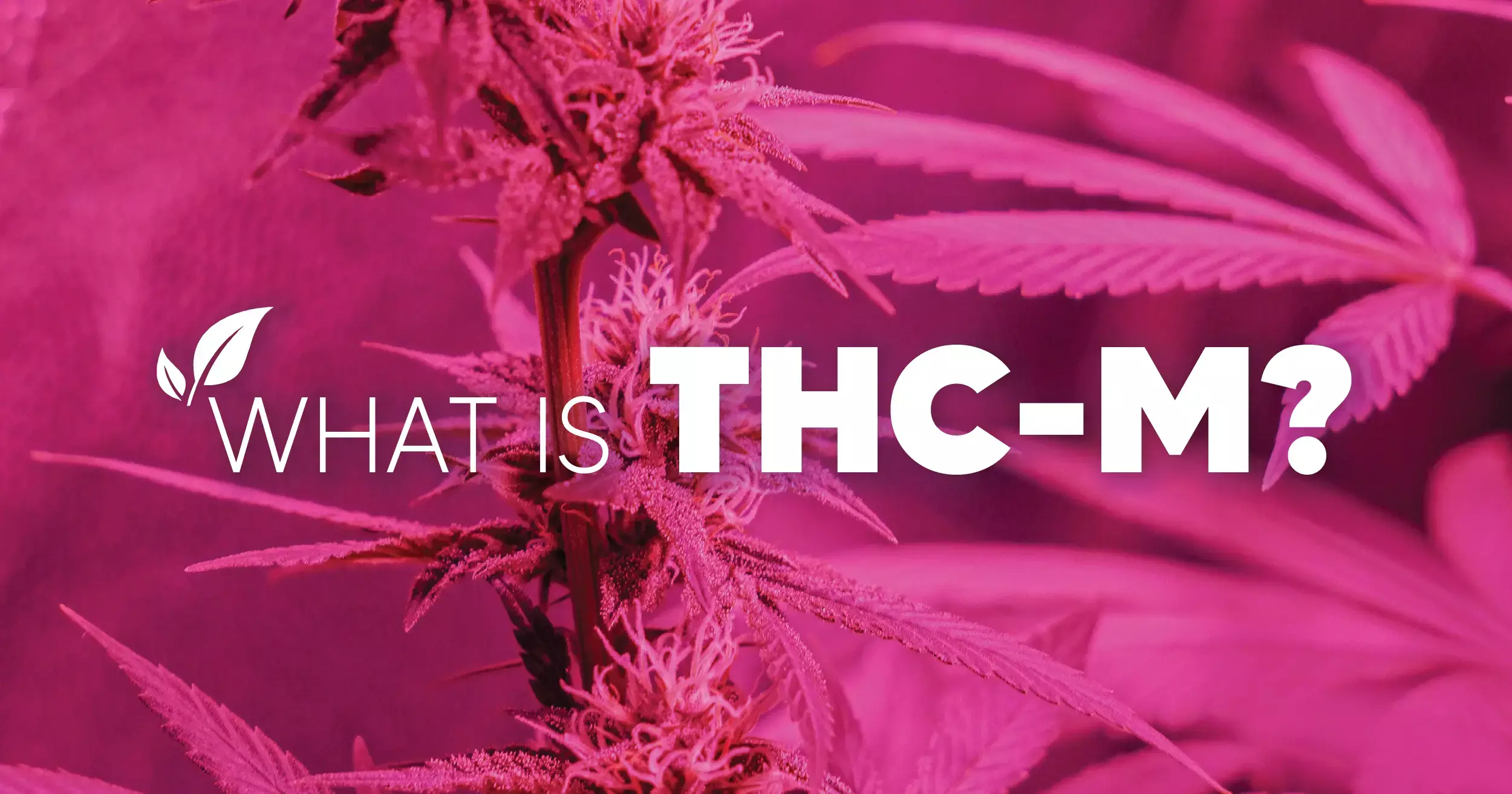 Everything You Need To Know About THC-M | Pinnacle Hemp