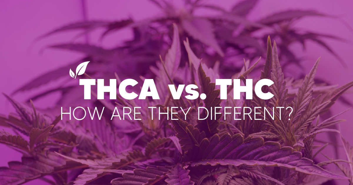 How Is THCA Different From THC? | Pinnacle Hemp