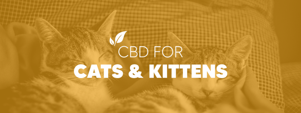 CBD for Cats and Kittens