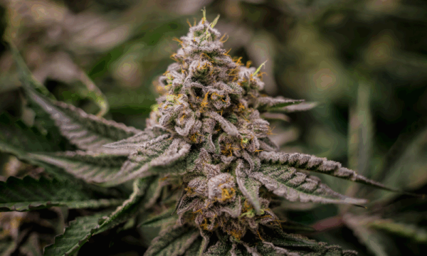 thca flower